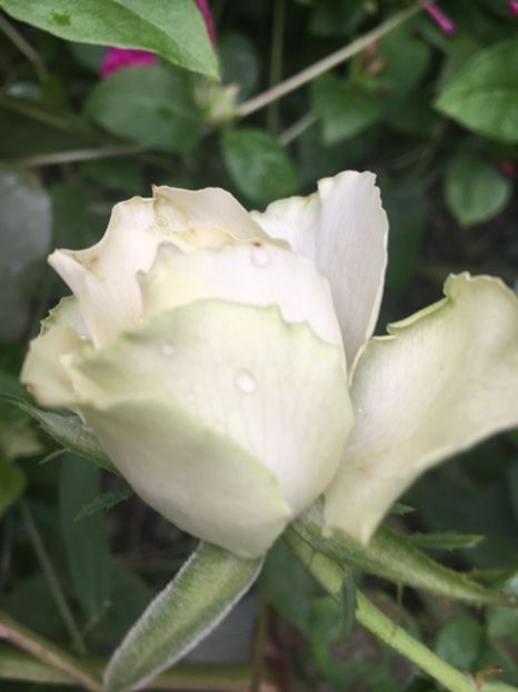 151D5154-70E4-4878-A245-6E6B6D70AF9A - Trandafiri 2018 III