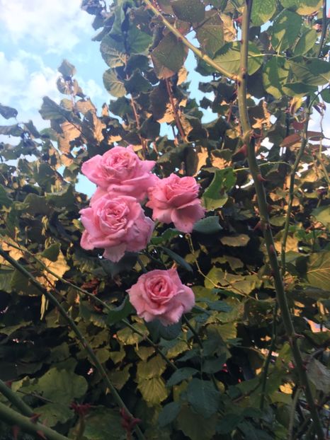 41D81EF9-33EB-4AF5-B016-C7EFAE6D7BFD - Trandafiri 2018 III