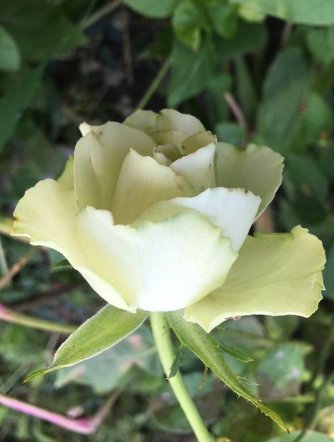 85D2B105-6961-408F-A4E9-72F3A2E59AA5 - Trandafiri 2018 III