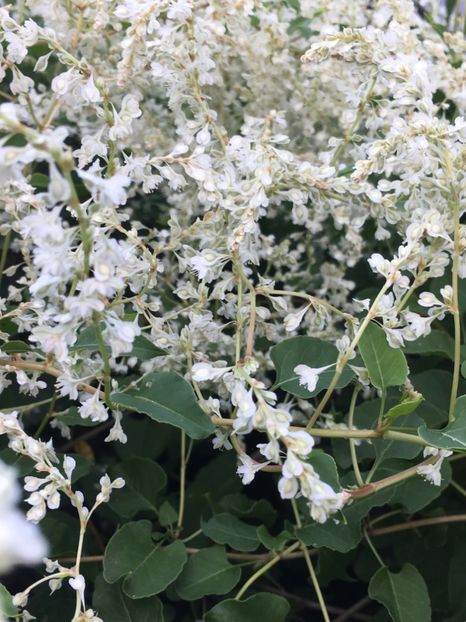 AB17A070-F1CB-4101-B32F-02FF7AC45B0C - Septembrie 2018