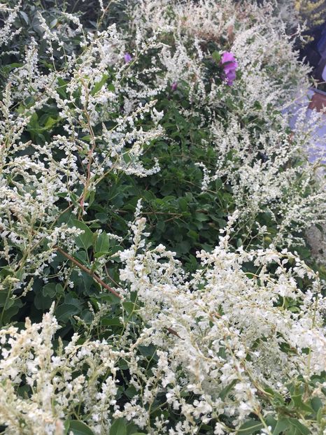 236A8616-1C41-41FF-8D11-15AFC729E4FA - Septembrie 2018