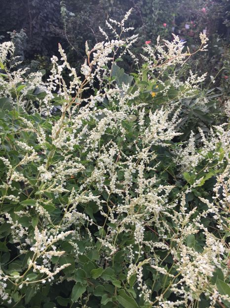 522D9B48-B078-45AA-B8C0-9550AE662604 - Septembrie 2018