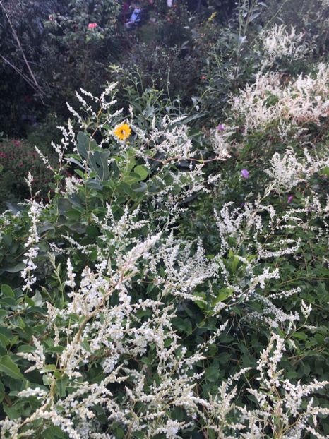 0EB06C8F-D40D-4131-A996-1028372E368A - Septembrie 2018