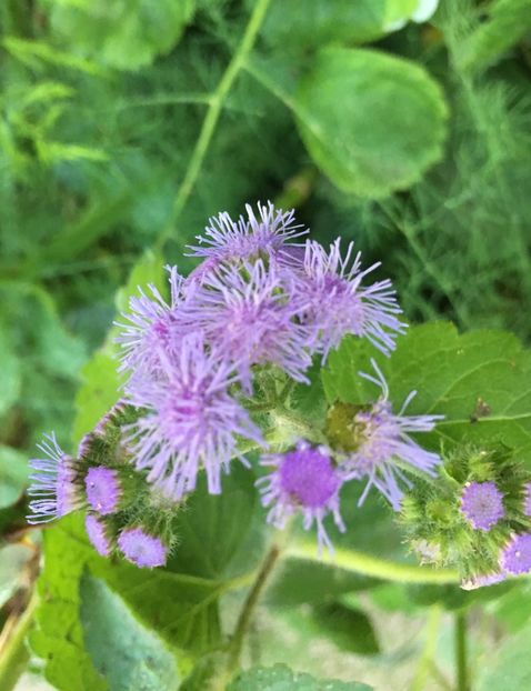 1B2E5DB7-8963-4787-BBF9-CF9E67ACEB74 - Septembrie 2018