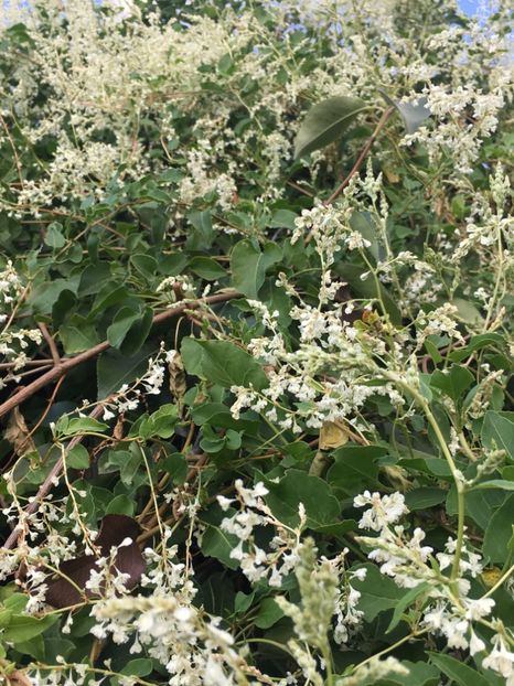 F7E5D65B-EFC3-4A64-B8A6-8591DBD48650 - Arbuști 2018