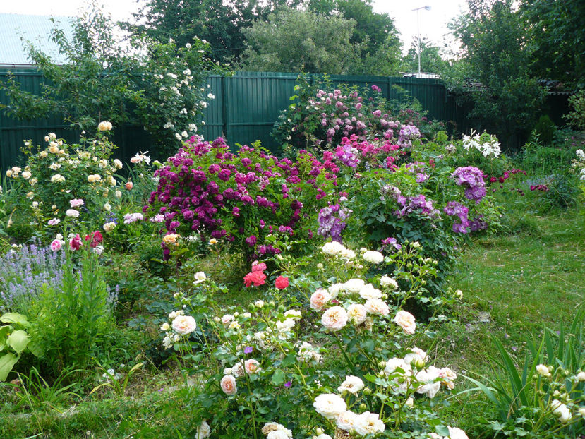 P1340676 - 2018_Idilic garden iulie-oct