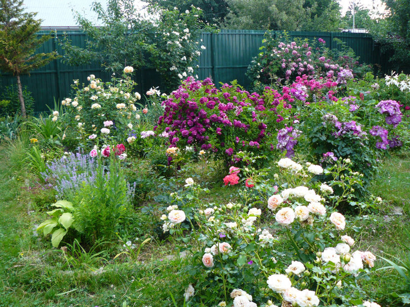 P1340677 - 2018_Idilic garden iulie-oct