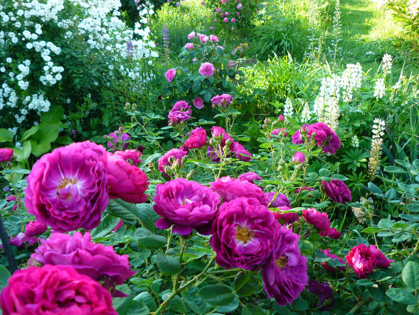 P1330834 - 2018_Idilic garden iulie-oct