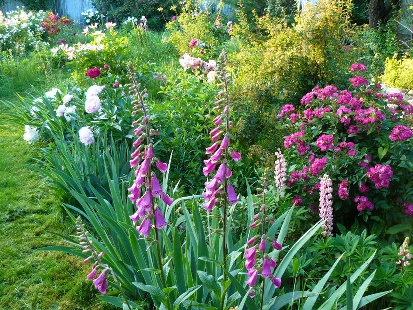 P1330973 - 2018_Idilic garden iulie-oct
