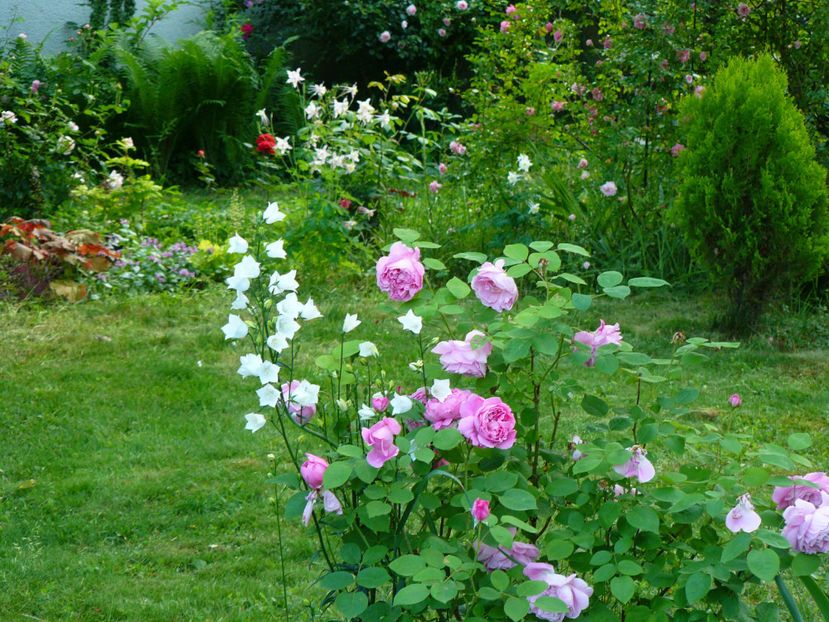 P1340028 - 2018_Idilic garden iulie-oct