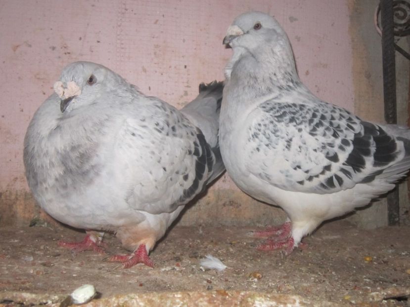 NEYMAR &PADUREANCA - NEYMAR M 2015