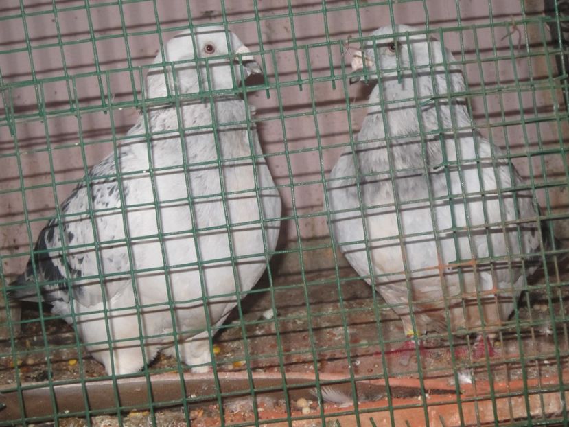 CUPLU DE TOAMNA - NEYMAR M 2015