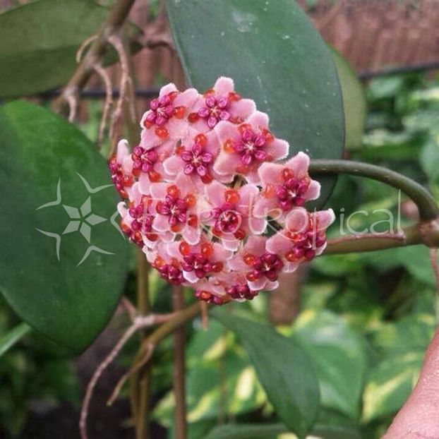 Diversifolia ssp Crasspies - Hoya poze net