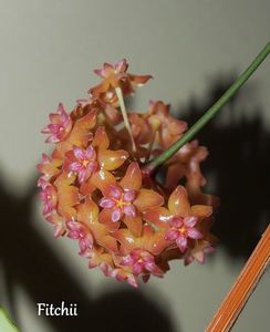 Fitchii - Hoya poze net