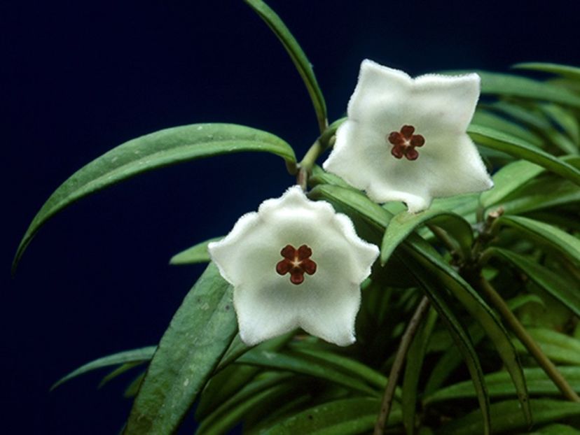 Pauciflora - Hoya poze net