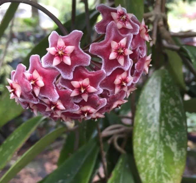 Pubicalyx Silver Pink - Hoya poze net