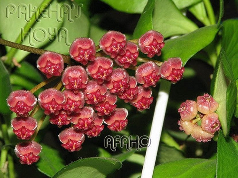 Sp Irian Jaya - Hoya poze net