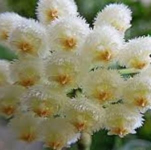 Lacunosa - Hoya poze net