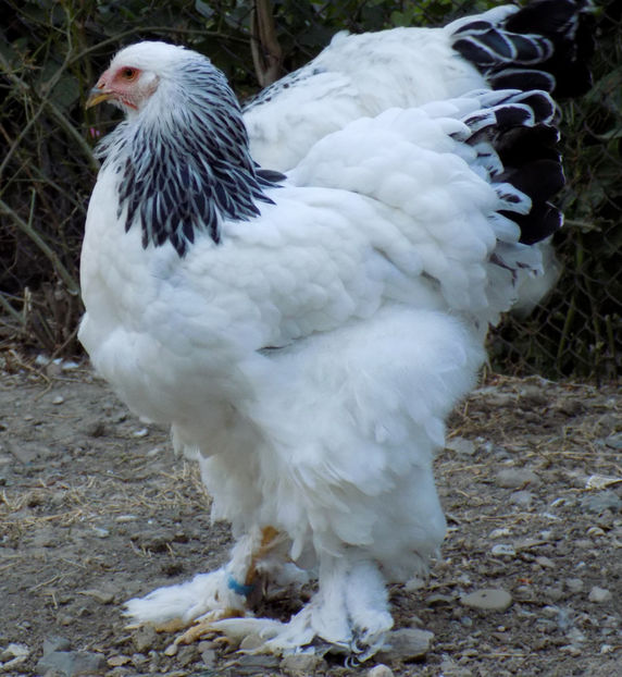  - VIITOR SPERANTE PTR 2019