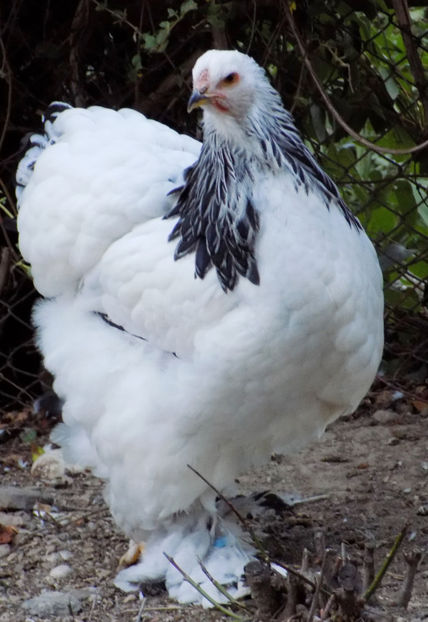  - VIITOR SPERANTE PTR 2019