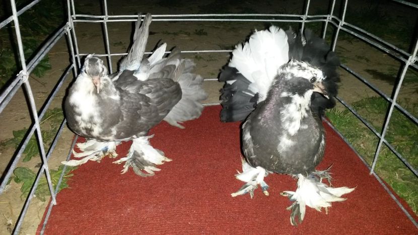  - Pui 2018 din toate rasele