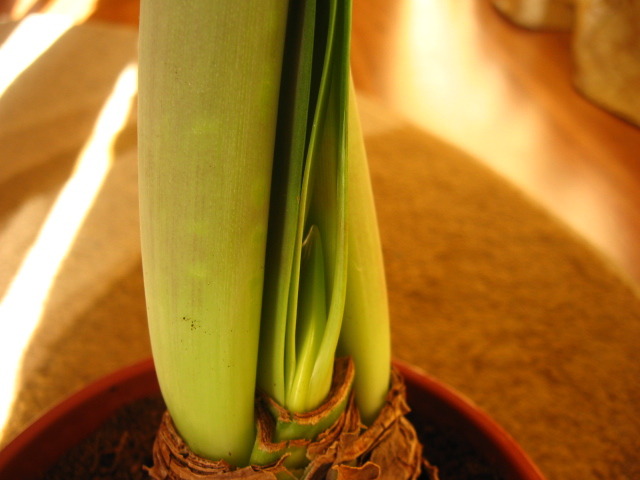 R. Red a 3 tija florala - Hippeastrum