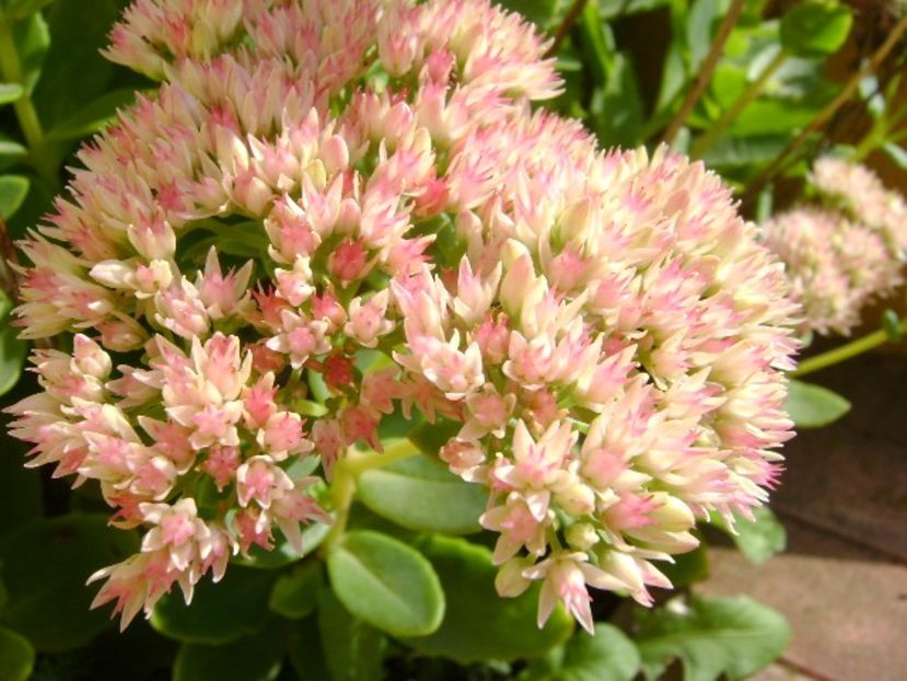 Sedum spectabile - r Vara 2016-2017-2018-2019