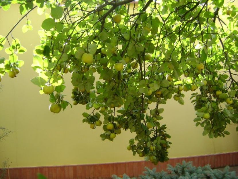 Gutui - r Vara 2016-2017-2018-2019