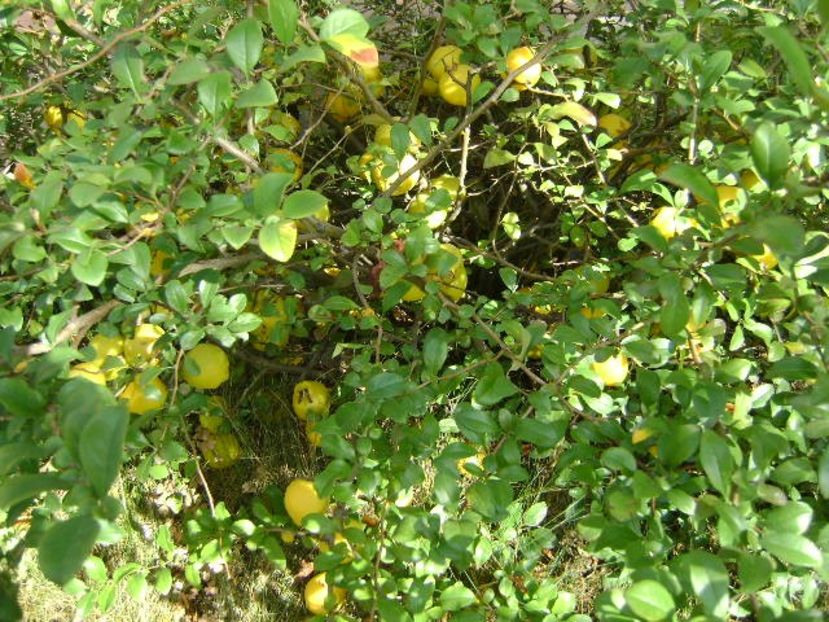 Gutui japonez - r Vara 2016-2017-2018-2019