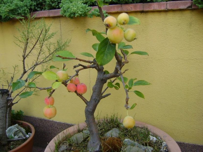 Mar decorativ - r Vara 2016-2017-2018-2019