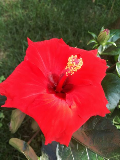  - Hibiscus