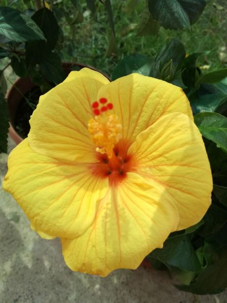  - Hibiscus