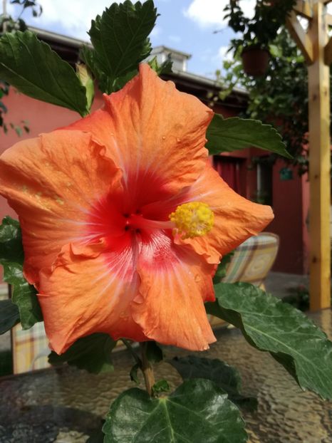  - Hibiscus
