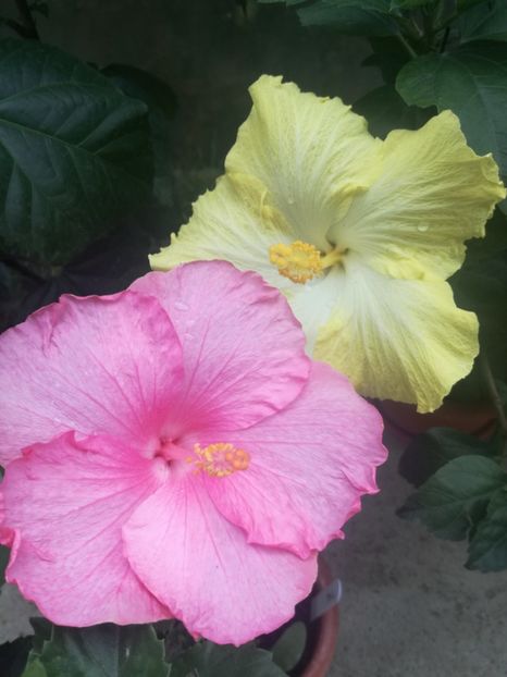  - Hibiscus