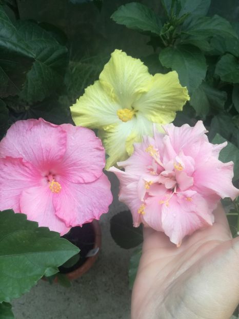  - Hibiscus
