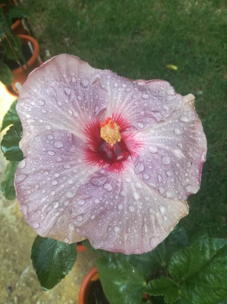  - Hibiscus