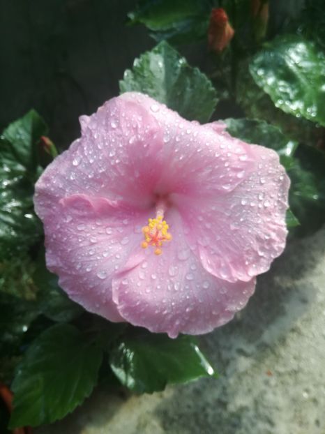  - Hibiscus