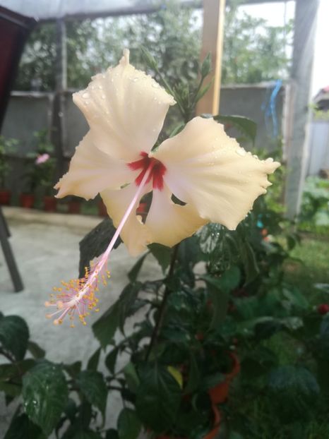  - Hibiscus