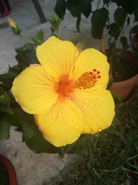  - Hibiscus