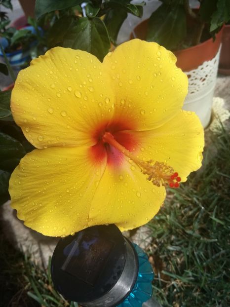 - Hibiscus