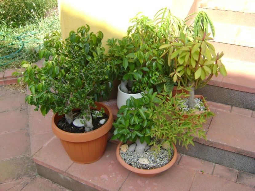 Diverse varietati de ficus - Bonsai si prebonsai 2018-2020