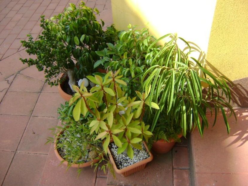 Diverse varietati de ficus - Bonsai si prebonsai 2018-2020