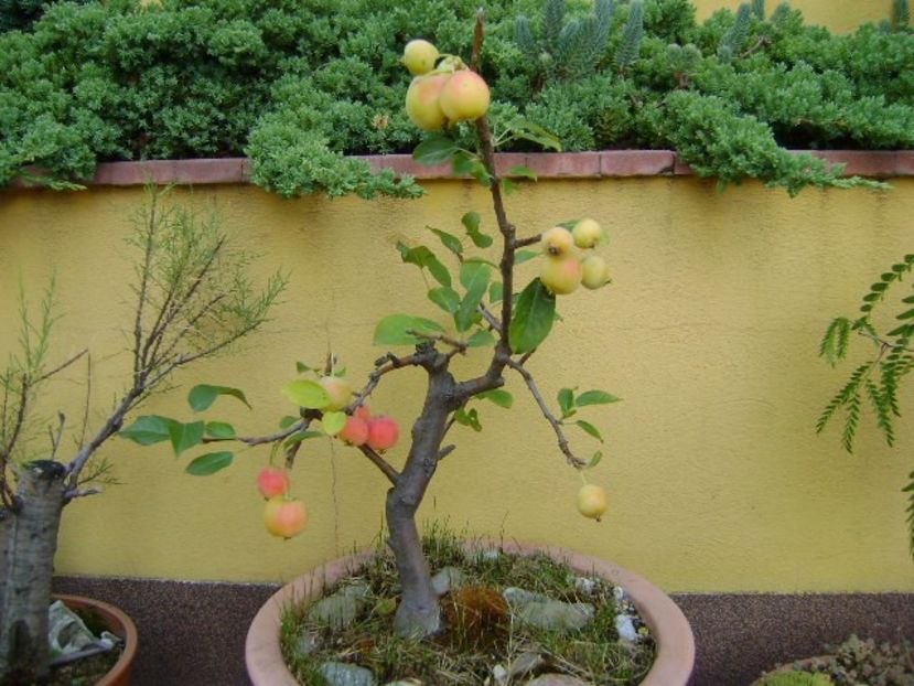 Mar decorativ - Bonsai si prebonsai 2018-2020