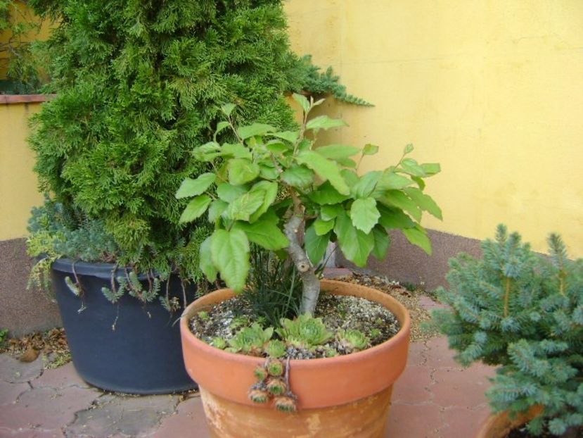 Arbore magic persan - Bonsai si prebonsai 2018-2020