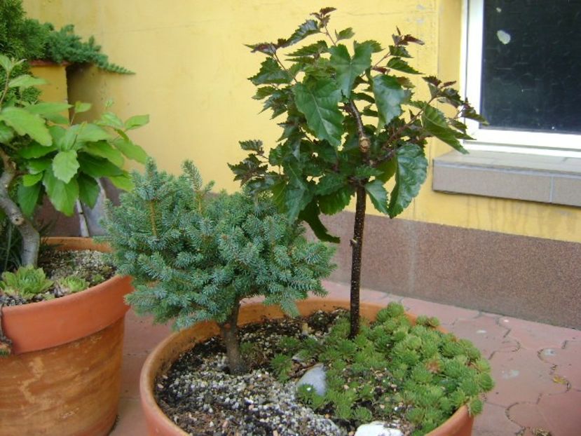 Mesteacan negru & Picea abies Little Gem (Molid pitic norvegian) - Bonsai si prebonsai 2018-2020