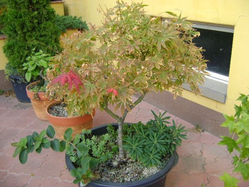 Artar japonez - Bonsai si prebonsai 2018-2020