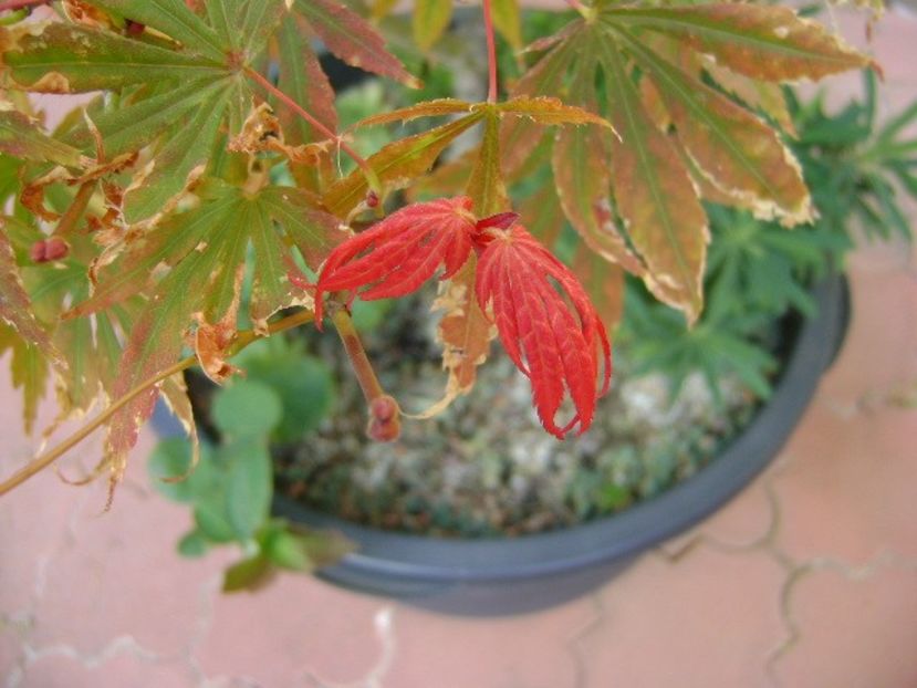 Artar japonez - Bonsai si prebonsai 2018-2020