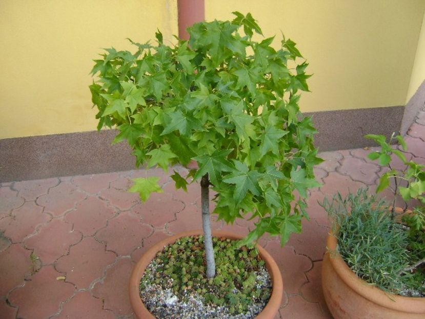 Liquidambar styraciflua - Bonsai si prebonsai 2018-2020