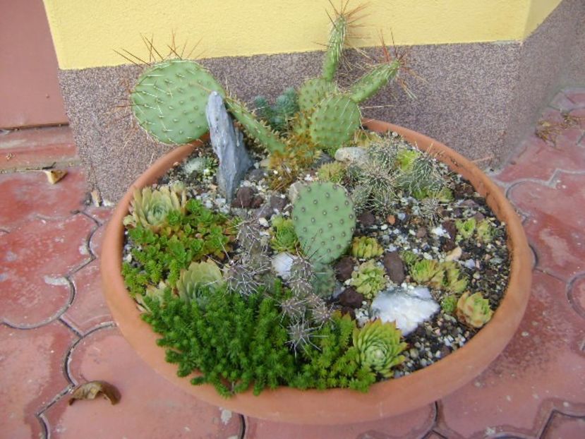 Minirocarie - r Vara 2016-2017-2018-2019