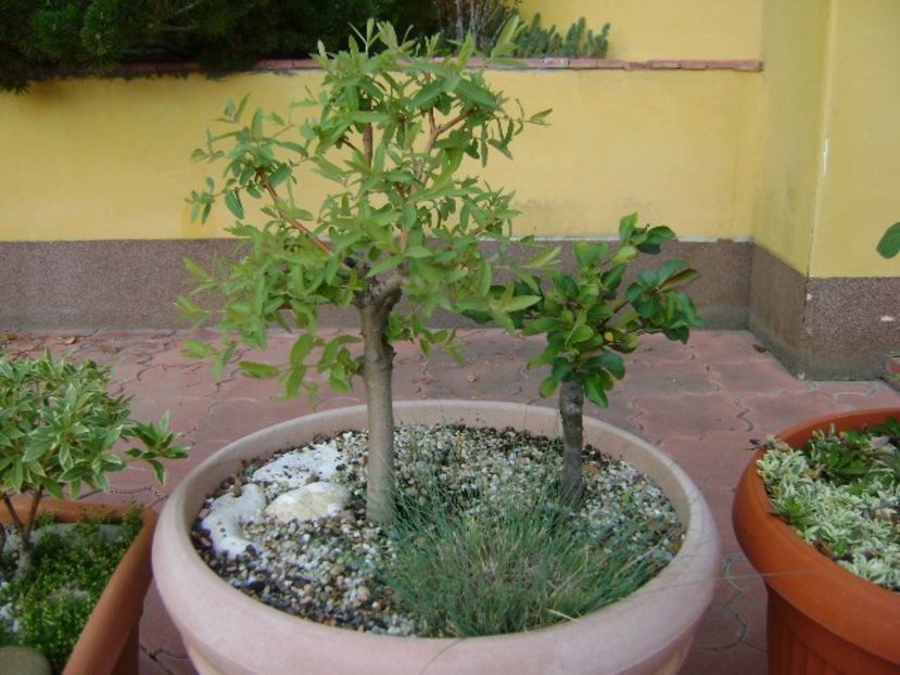 Salcie (Salix integra Hakuro-nishiki) & Gutui japonez - Bonsai si prebonsai 2018-2020